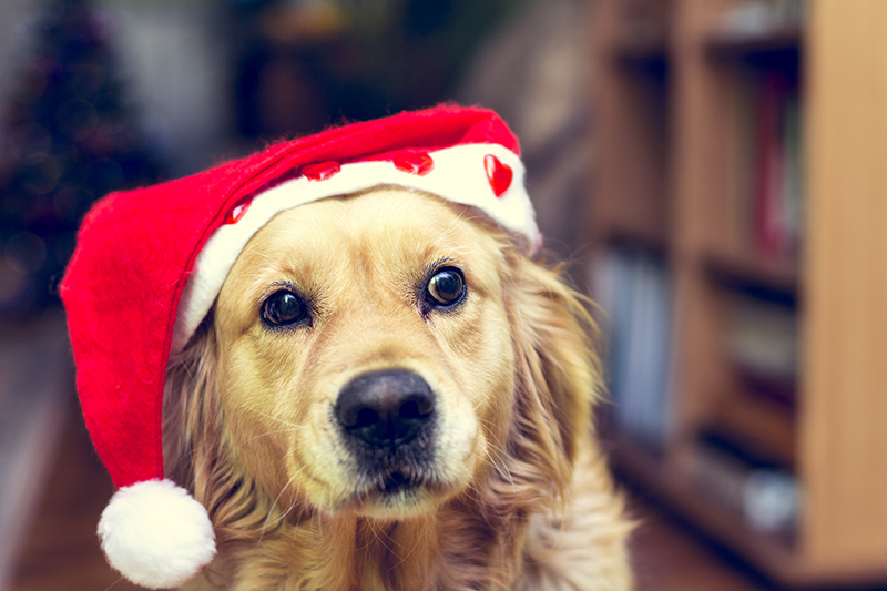 Dog with Santas Claus hat